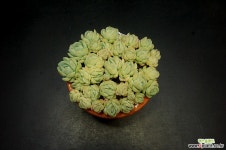 크림베리-37두(5.26) 다육식물