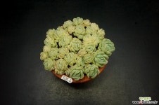 크림베리-37두(5.26) 다육식물