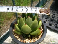 골드왁스0527-3 다육식물