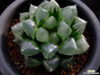 옵투사 수정(水晶) 자구출신 중묘 (Haworthia obtusa Suisho, offset) 하월시아