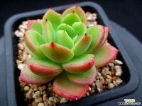 네르파 5-006 다육식물