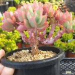 러우철화 다육식물