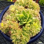 길바금철화  분제외 다육식물