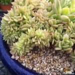 길바금철화  분제외 다육식물