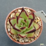 원종에보니(5-400) 다육식물