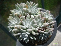 화이트그리니(16두)0603-3 두들레야