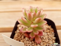 조이스툴루크금 다육금