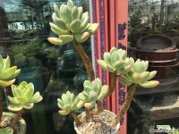 대품 자연군생 청성미인 다육식물