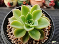 파이브스타 6-033 다육식물