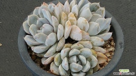 스노우바니 다육식물