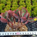 쥴리아  철화풀린수형 다육식물