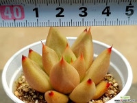 샤이키 13-34 다육식물