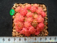 547 원종로슈라리아 다육식물