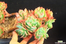 러우 철화형 군생 대품 (SE06020 다육식물