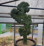 용신목철화특대 수형최상급 0698 선인장