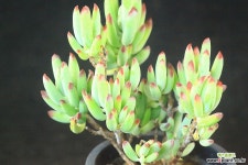 백미인 (SE0732) 다육식물