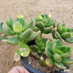 동금금-1 다육금