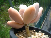 달마미인0609-1 다육식물