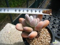 달마미인0609-2 다육식물