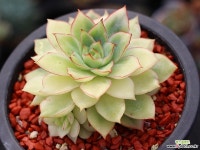 문가드니스금 군생 S0278 다육금