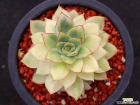 문가드니스금 군생 S0278 다육금