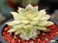 문가드니스금 군생 S0278 다육금