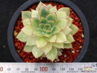 문가드니스금 군생 S0278 다육금