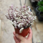 핑크레이디소품달개비10~20cm 넝쿨류