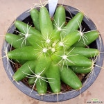 금성선인장.뿌리통으로내려갑니다특가로드려요 선인장