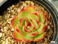 폴리린드시아나 18-294 다육식물