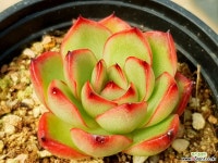 폴리린드시아나 18-294 다육식물