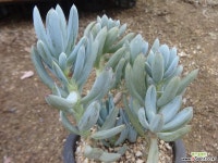 만보-99 다육식물