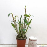 석곡~묵사자 석곡