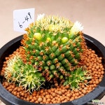 마크시아나선인장 고급종이구요꽃많이핍니다 선인장