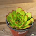 포천바위솔 0615-76 바위솔