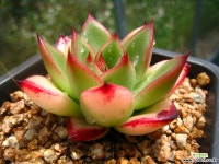 토비0616-1 다육식물