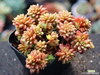 리틀쨈 군생 S0533 다육식물