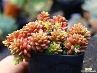 리틀쨈 군생 S0533 다육식물