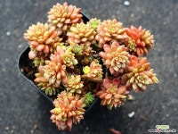 리틀쨈 군생 S0533 다육식물