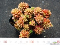 리틀쨈 군생 S0533 다육식물