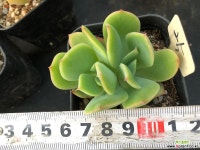 러우25 천원상품