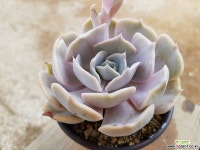 라르고 9.113 0619 다육식물