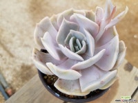 라르고 9.113 0619 다육식물