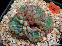 일본원종미니마 131 (사이즈작아요...^^) 다육식물