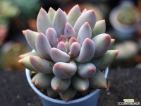 엔젤스핑거 S0509 다육식물