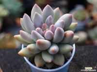 엔젤스핑거 S0509 다육식물