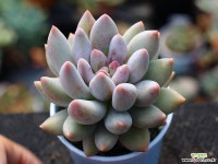 엔젤스핑거 S0509 다육식물