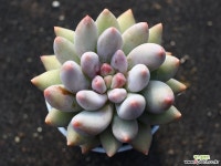 엔젤스핑거 S0509 다육식물