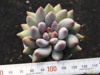 엔젤스핑거 S0509 다육식물