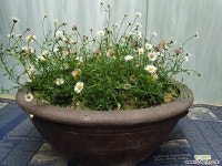 원평소국 야생화